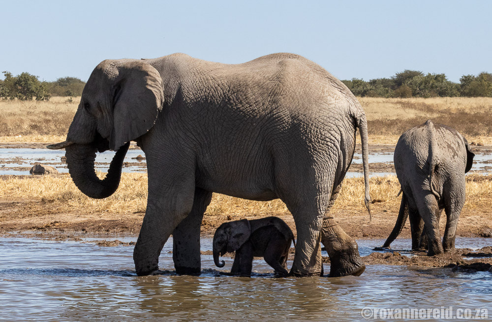 Elephant and calf at Mushara waterhole, Etosha National Park
