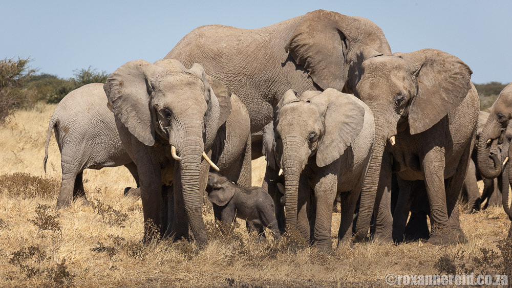 Elephants on a guided drive from Gondwana King Nehale