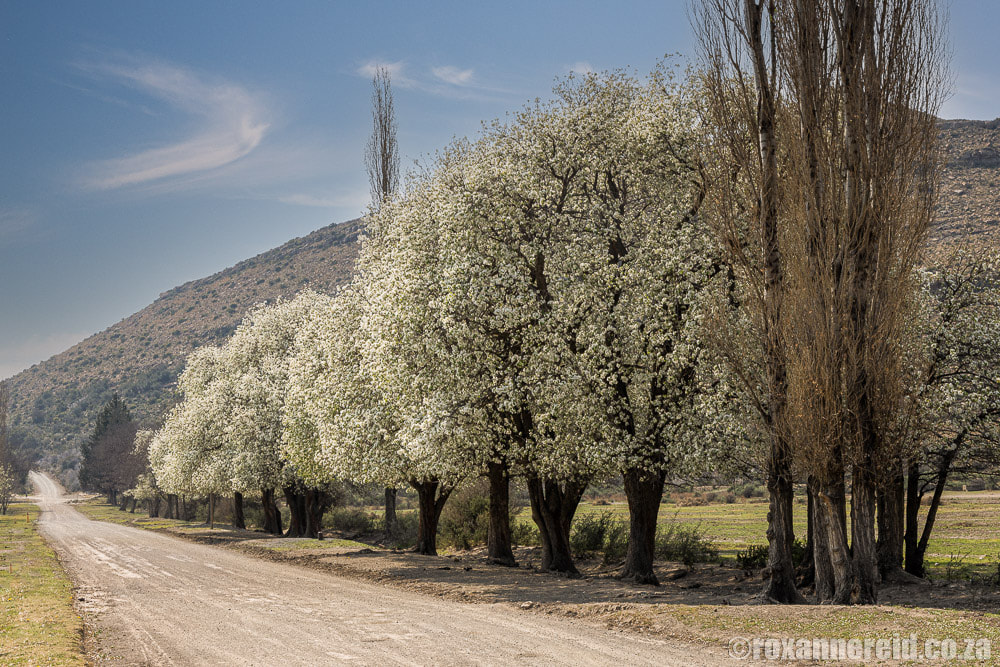 Pear blossom on trees lining the road in September, Nieu Bethesda