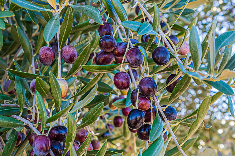 Do an olive tour on a farm outside Beaufort West