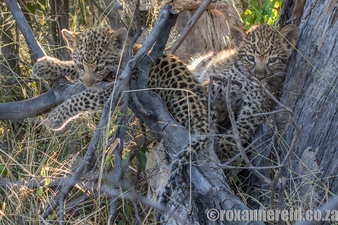 Leopard cubs, Chitabe, Okavango, Botswana