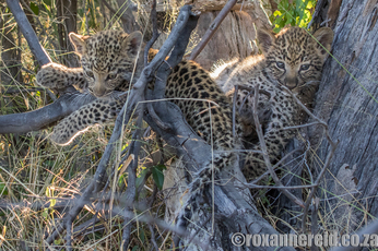 Leopard cubs, Okavango, Botswana