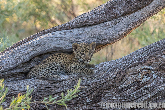 Leopard cub, Chitabe, Okavango, Botswana
