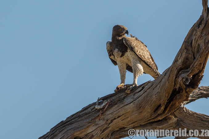 Martial eagle, Chitabe Lediba, Okavango