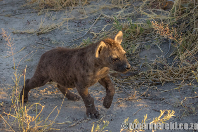 Spotted hyena, Chitabe Lediba, Okavango