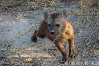 Spotted hyena, Chitabe Lediba, Okavango
