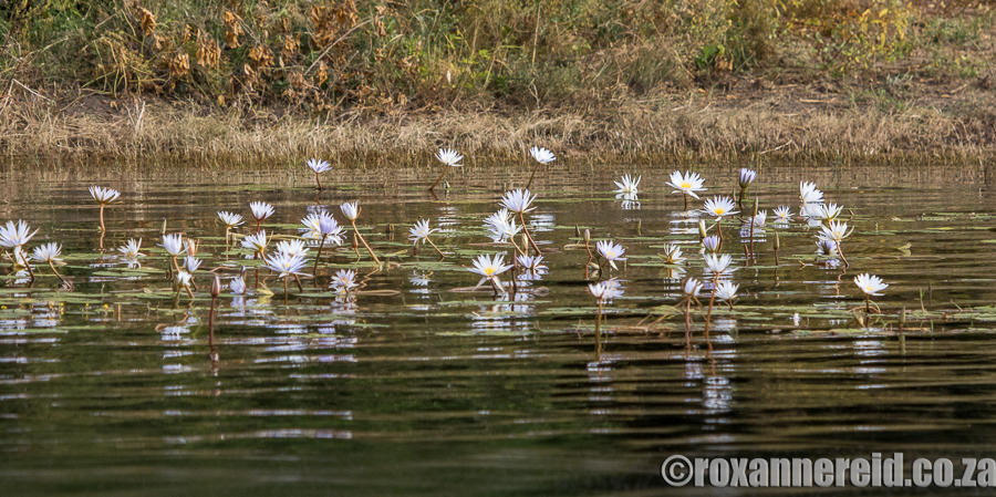 Water lilies, Chobe River, Botswana