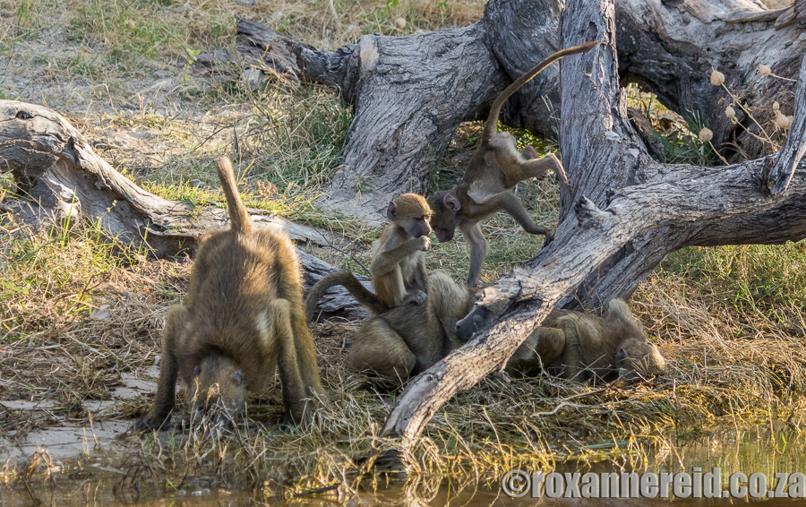 Baboons, Chobe River, Botswana