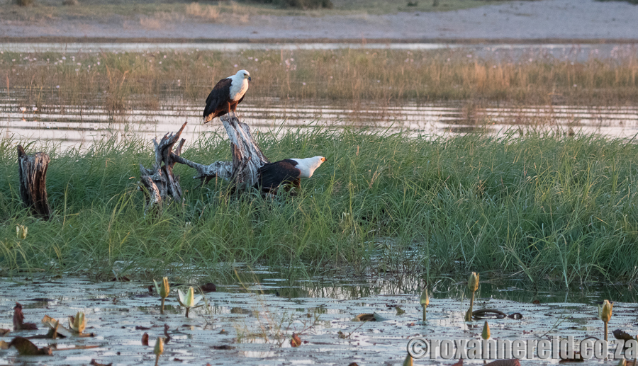 Fish-eagles, Chobe River, Botswana