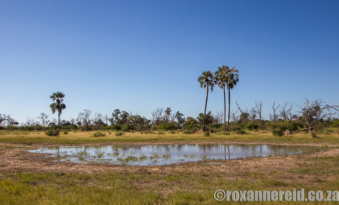 Waterhole, Chitabe Lediba, Okavango