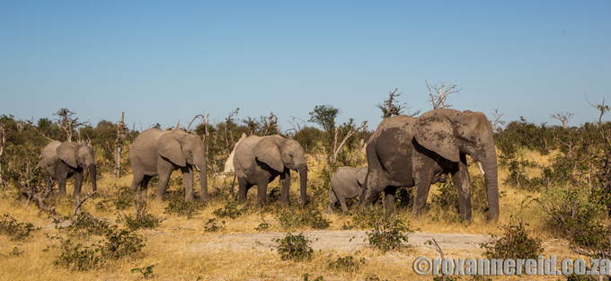 Elephants, Chitabe Lediba, Okavango