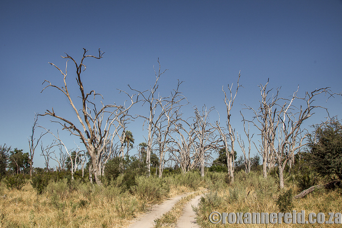 Dead leadwoods, Okavango, Botswana