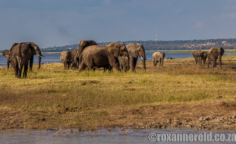 Elephants, Chobe Game Lodge, Botswana