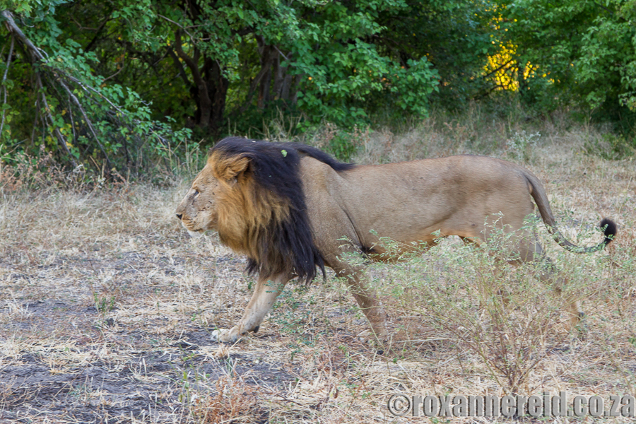 Lion, Chobe, Botswana