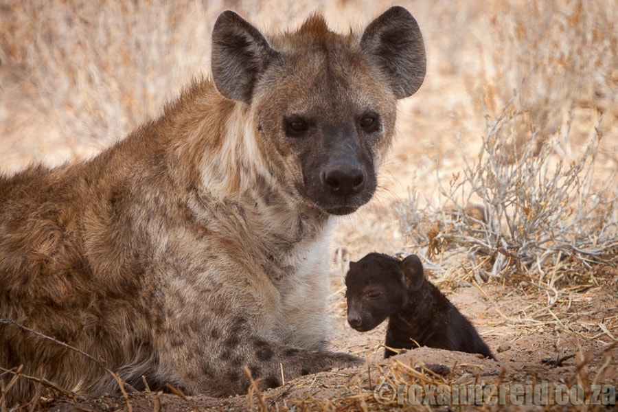 Spotted hyena with cub, Kgalagadi Transfronteir Park