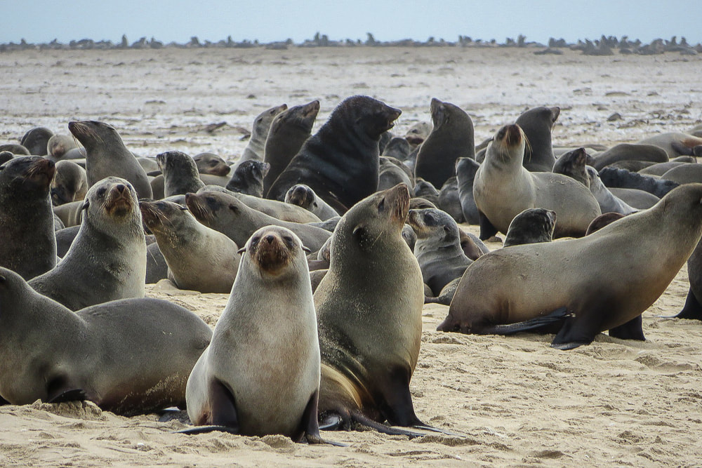 Seals at Cape Cross, Skeleton Coast, Namibia