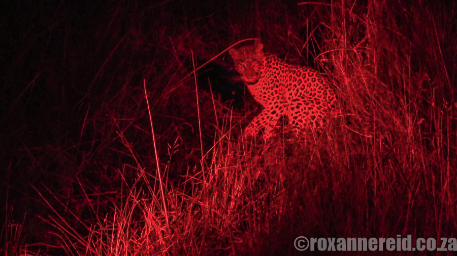 Leopard, DumaTau, Linyanti, Botswana