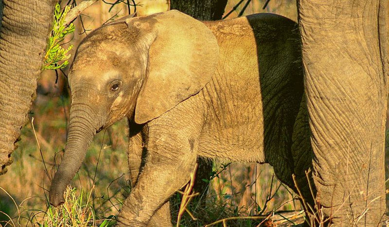 South African safari at Tembe Elephant Park in KwaZulu-Natal