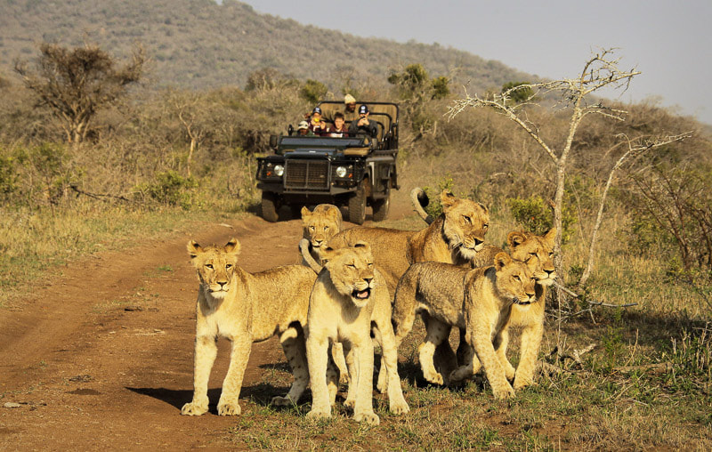 Game drive at Thanda Safari Game Reserve
