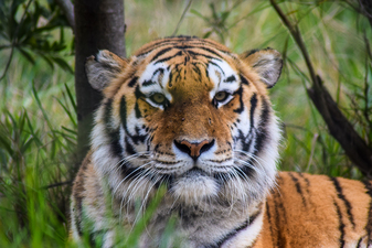 Tiger, Jukani Wildlife Sanctuary