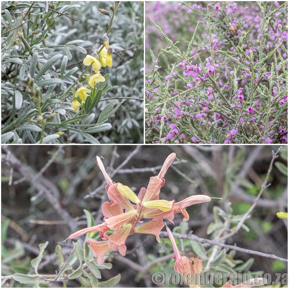 Spring flowers, Namaqua National Park, South Africa