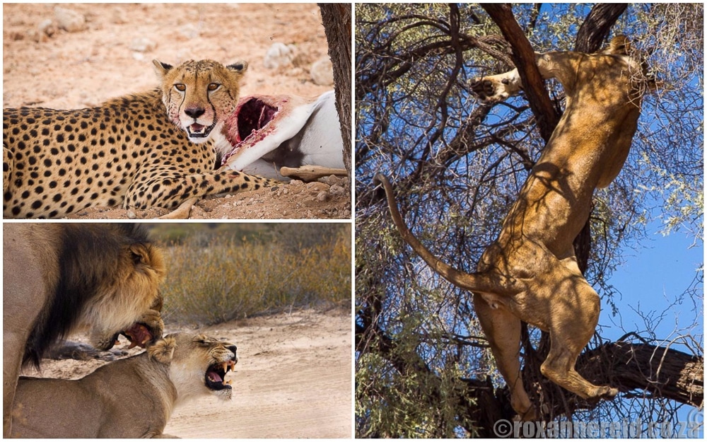 Big cats, Kgalagadi Transfrontier Park, Kalahari, Southern Africa