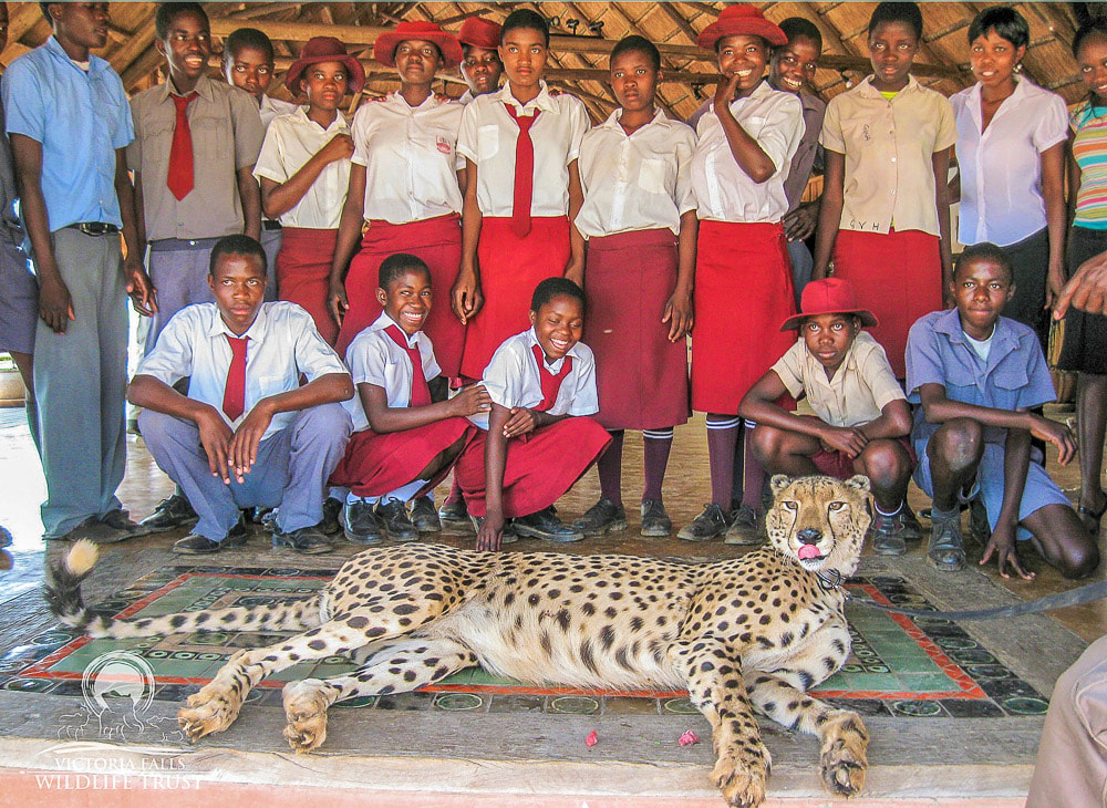 Sylvester, the Victoria Falls Wildlife Trust cheetah ambassador