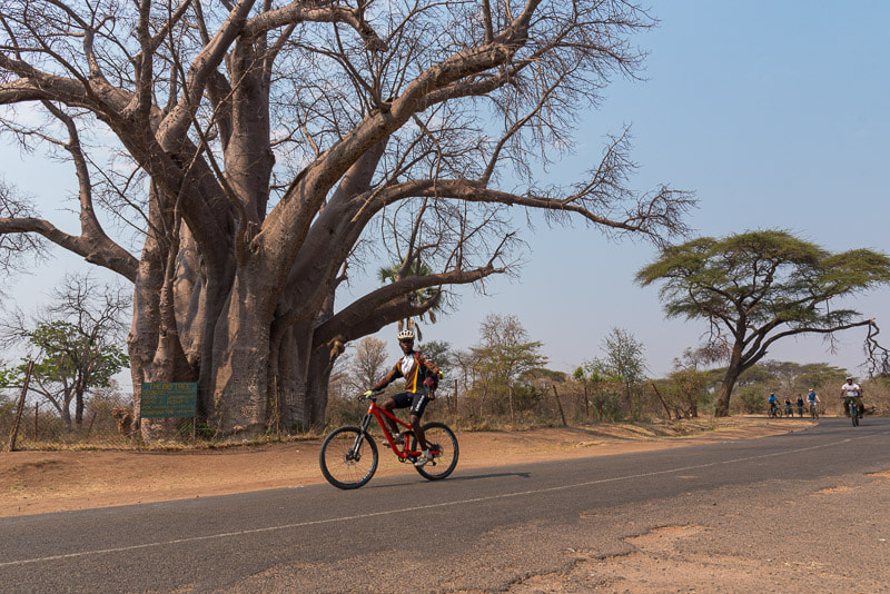 Baobab tree in Victoria Falls on a bike tour