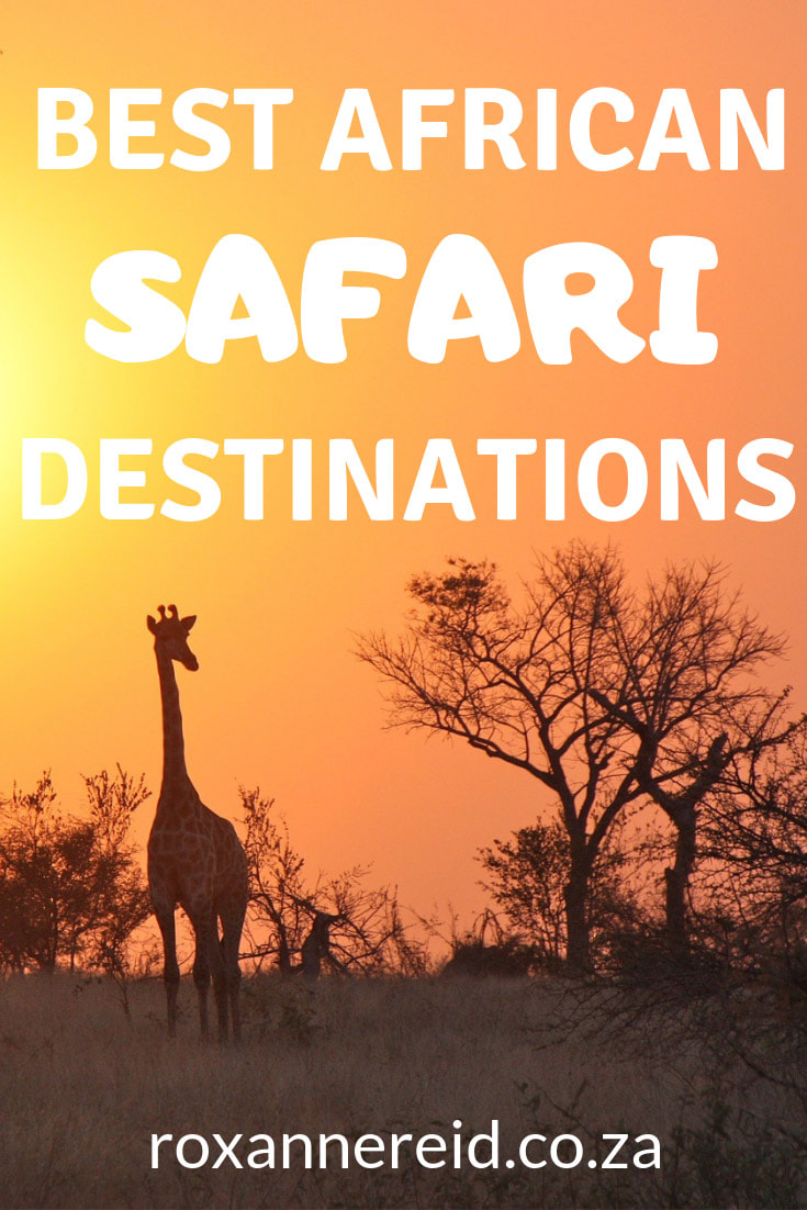 Where are the best African safari holidays? Find out the best place for safari in Africa, from an Etosha National Park safari to a Kruger National Park safari, an Okavango Delta safari to a South Luangwa safari or a Zimbabwe safari. In East Africa, there’s a Serengeti safari, Kenya safari and Maasai Mara safari. Discover 7 of the best safaris in Africa in 7 countries from southern to East Africa. #safari #Africa #safariholidays