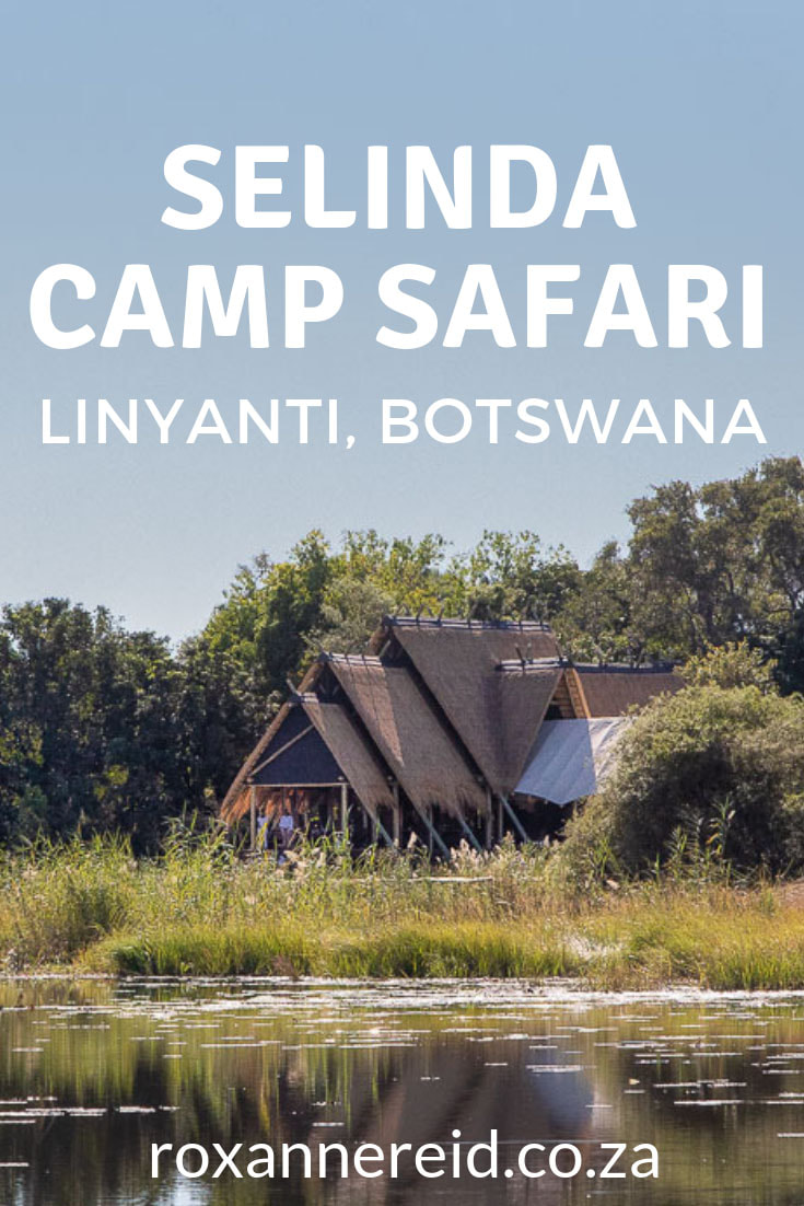 Planning a Botswana safari? Here’s why to include Selinda Camp in the Selinda Reserve, Linyanti Botswana. See amazing Botswana wildlife like elephant, lion, leopard, wild dog and sable, experience one of the most luxurious Linyanti lodges close to sister Zarafa Camp and enjoy the best of Botswana holidays. Take a dip in your private pool, a boat cruise, game drive, night drive, bush walk; enjoy a spa treatment and superb food. #Selinda #linyanti #Botswanasafari