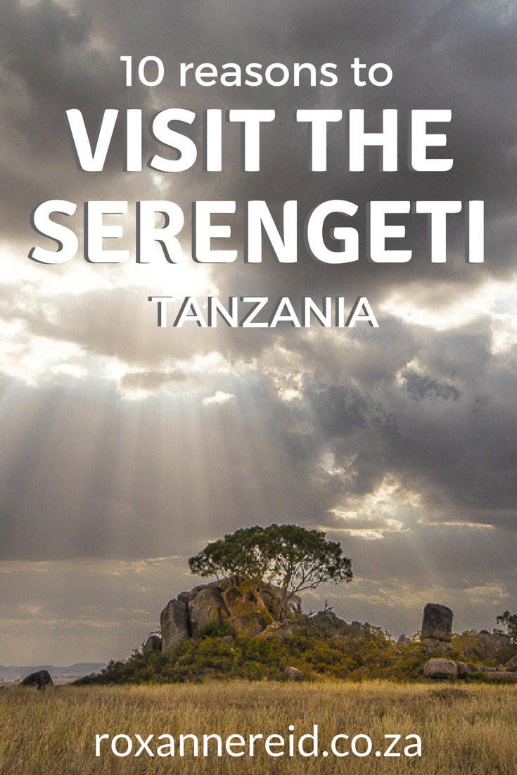 10 reasons to visit the Serengeti National Park in Tanzania, from the wildebeest migration, game drives, hot air ballooning and walking safaris to birding, landscapes, responsible tourism and more. Pin this to your safari board. #safari #wildlife #Serengeti