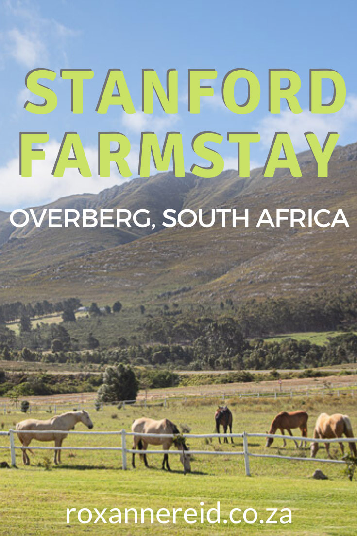 Visiting Stanford and wondering what to do and where to stay? Find out about Stanford Valley Guest Farm and all the things to do there. At this Stanford farm accommodation in the Overberg you can enjoy picnics and restaurant food, hiking and mountain biking, birding and Cape fynbos, or relax with a mountain view. Wine tasting and whale watching nearby. Great accommodation in Stanford, South Africa.
