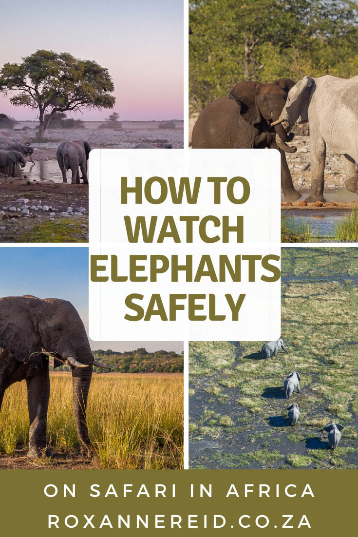How do you stay safe while watching elephants on safari in Africa? Find out the basic rules of what to do or not to do. Uncover signs of elephant of aggression to look out for and what to do about them.