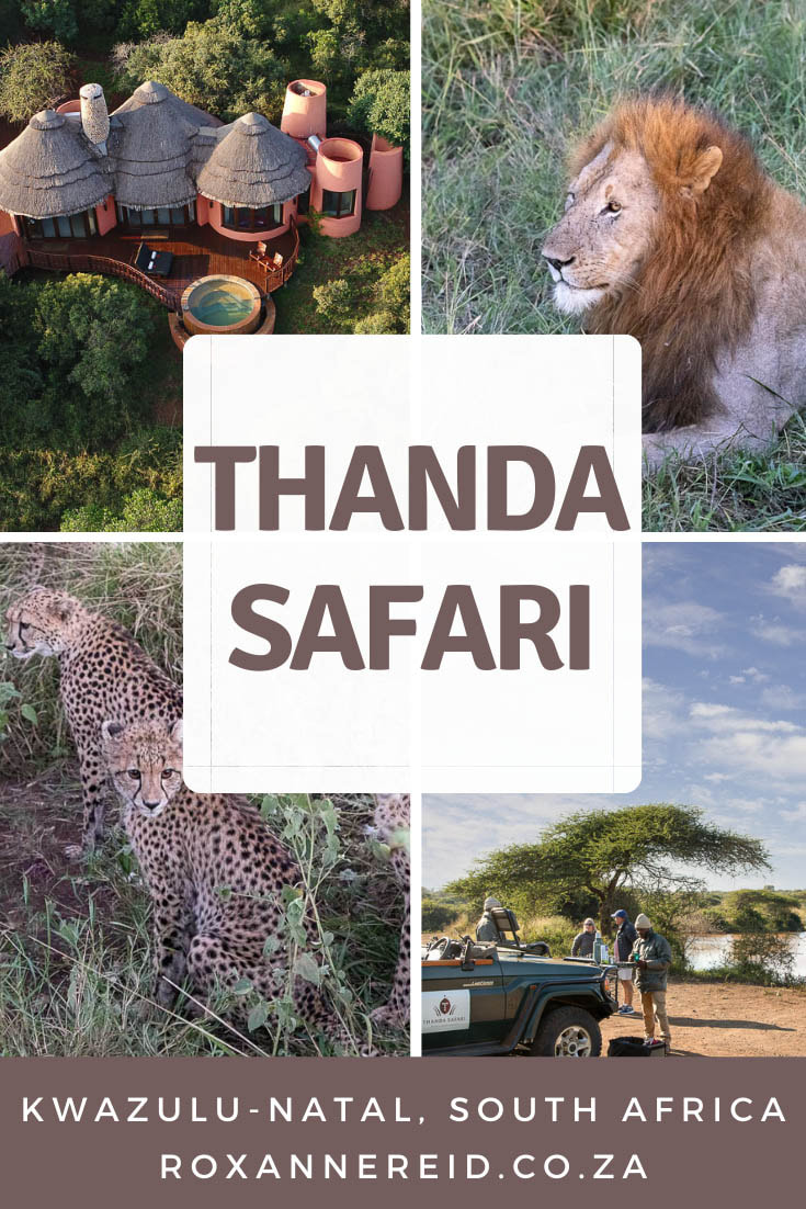 Visiting Zululand? Love wildlife? Experience the African Big Five at Thanda Safari where your guide and tracker will give you a superb South African safari. See lion, leopard, elephant, rhino, buffalo and cheetah as well as giraffe, zebra and birds. Enjoy five-star quality at Thanda private game reserve and Thanda Safari Lodge, go for a bush walk, do a photography course or have a massage at the spa. You’ll be supporting responsible tourism through Thanda’s conservation and community projects too.