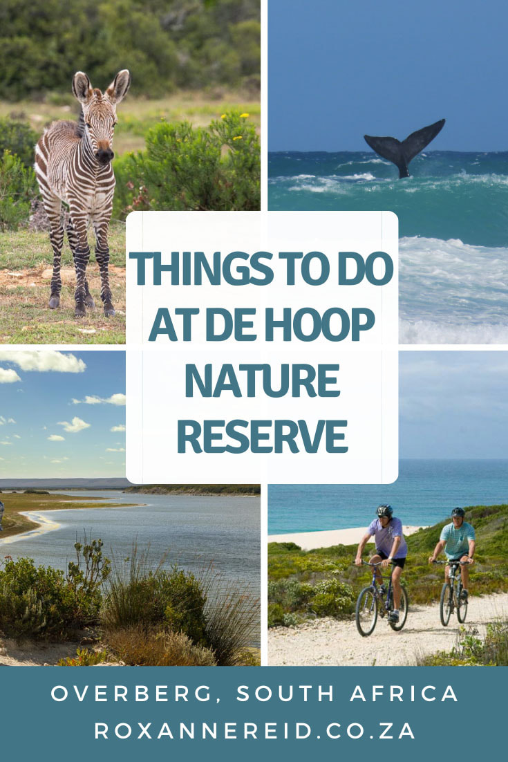 Planning a visit to the De Hoop Nature Reserve in the Overberg? Find out about De Hoop Nature Reserve accommodation as well as lots of things to do. Think game viewing, guided nature drive, an interpretive marine walk, a hike to a viewing platform at Potberg to see Cape vultures, eco-boating cruise on the vlei, whalewatching, the Whale Trail, hiking, mountain biking, birding, stargazing and the De Hoop Fig Tree restaurant.
