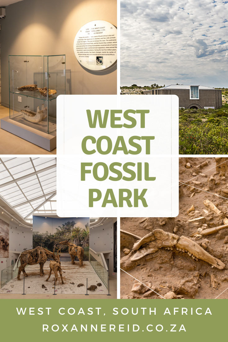 What is so special about the West Coast Fossil Park between Langebaan and Hopefield on the West Coast of South Africa? Find out how old the fossils are, how they came to be here, and what they tell us about ancient times. Explore a dig site and visit the museum and exhibition hall, Pliocene Garden and restaurant. Discover cool facts about the fossil finds, and things to do at the West Coast Fossil Park. It’s all just a 90-minutes drive from Cape Town.
