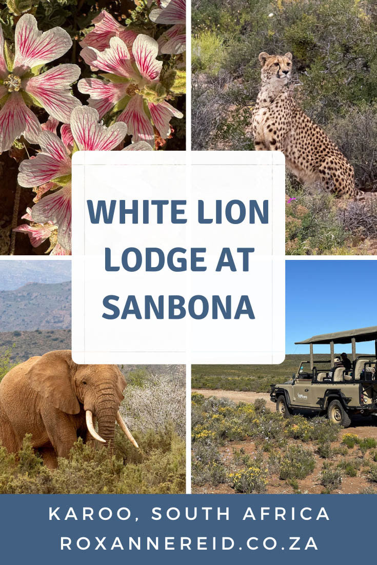 Visit White Lion Lodge at Sanbona Wildlife Reserve in the Little Karoo. Between Montagu and Barrydale, it’s just a 3.5-hour drive from Cape Town. Learn about flowering plants, see large mammals like elephant, buffalo and cheetah. Relax in the hot tub at the lodge, watch the stars, take a walk around the camp, swim in the infinity pool, or book a relaxing massage at the spa.