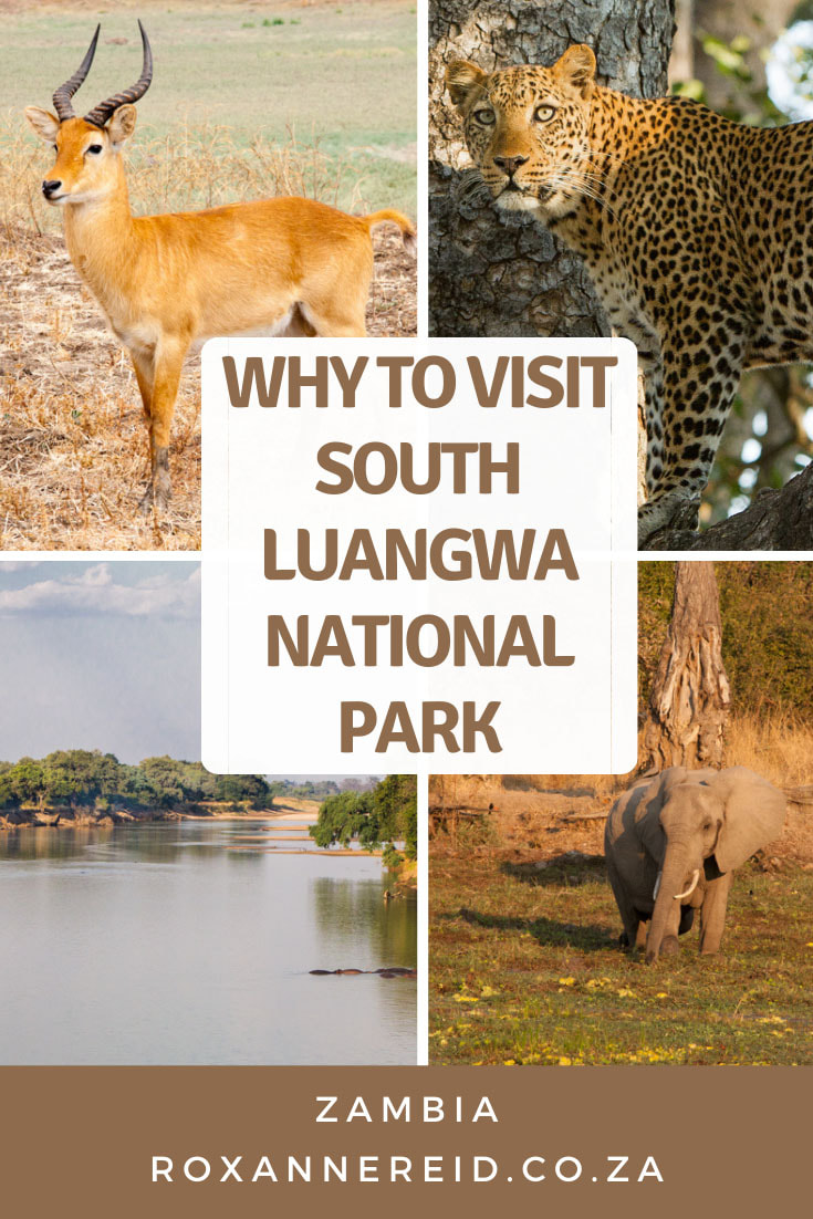 Why you have to visit South Luangwa National Park, Zambia #Africa #travel #safari