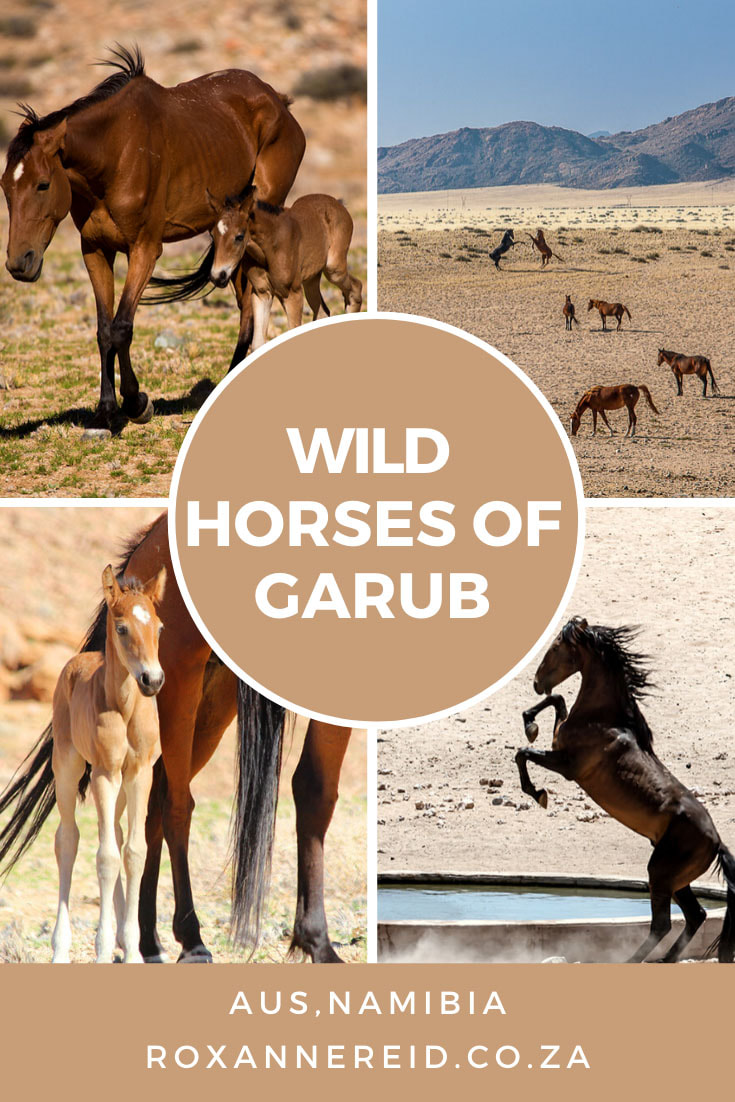 Why to visit the wild horses at Garub near Aus in Namibia #horses #travel #Africa